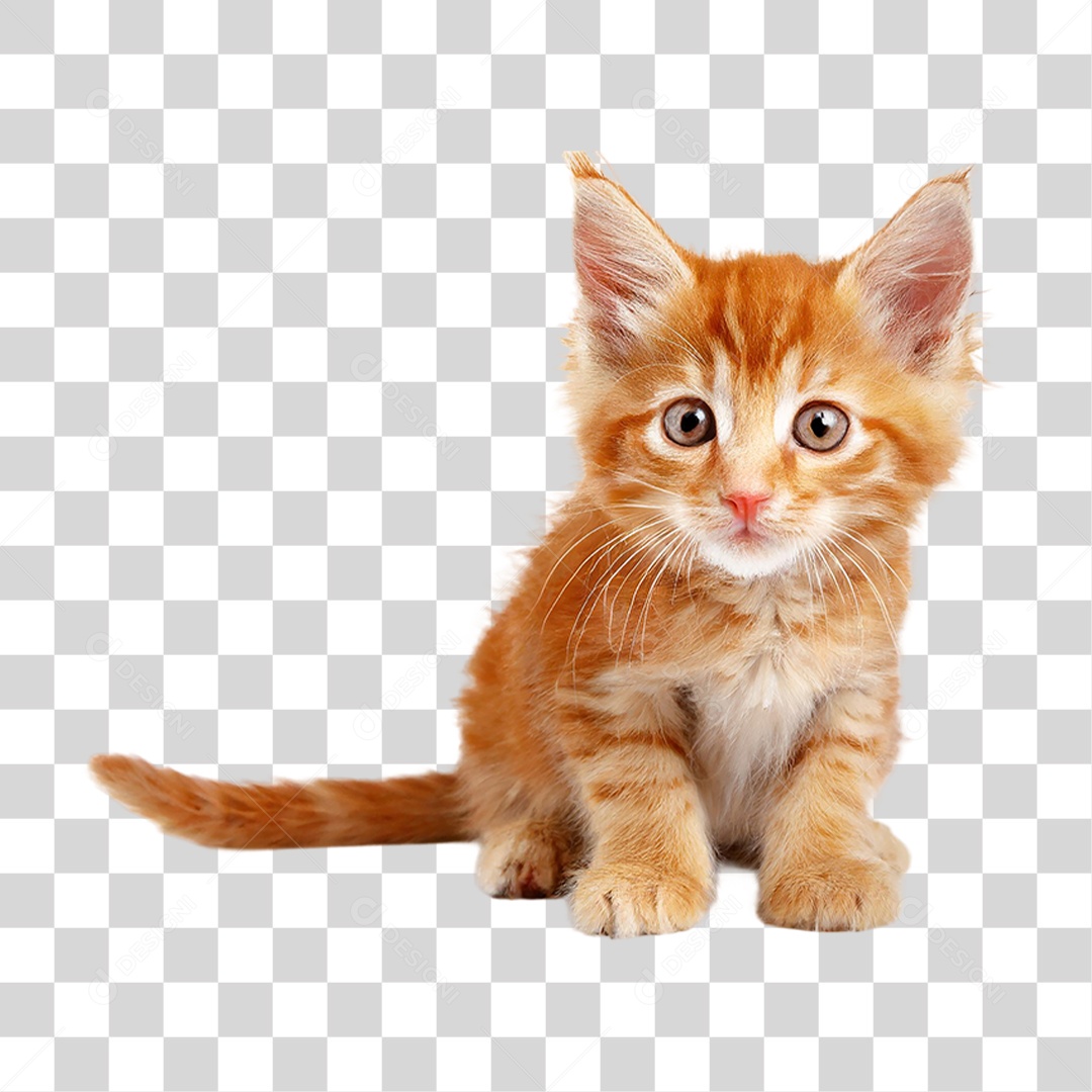 Filhote de Gato PNG Transparente
