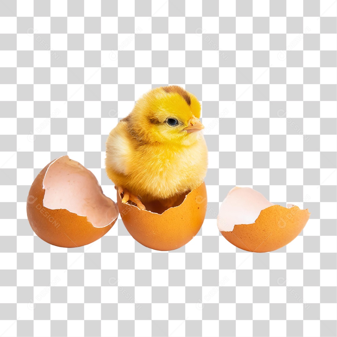 Pintinho Amarelo Saindo do Ovo PNG Transparente