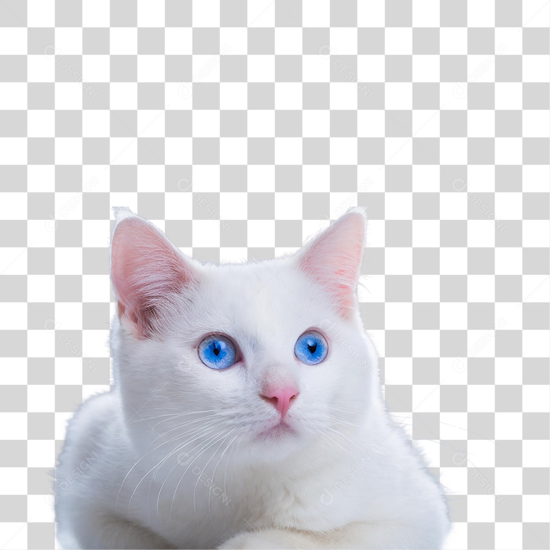 Gato Branco PNG Transparente