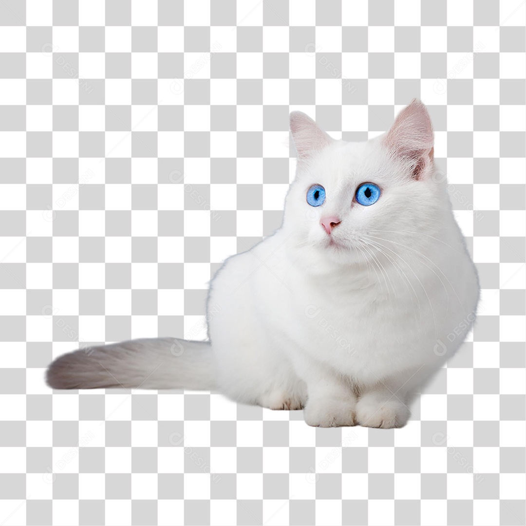 Gato Branco PNG Transparente