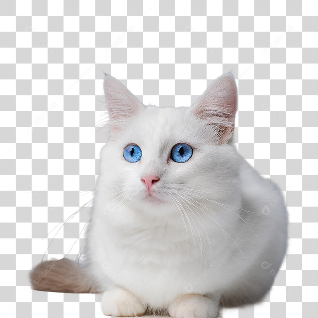 Gato Branco PNG Transparente