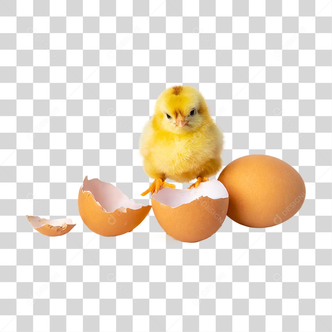 Pintinho Amarelo Saindo do Ovo PNG Transparente