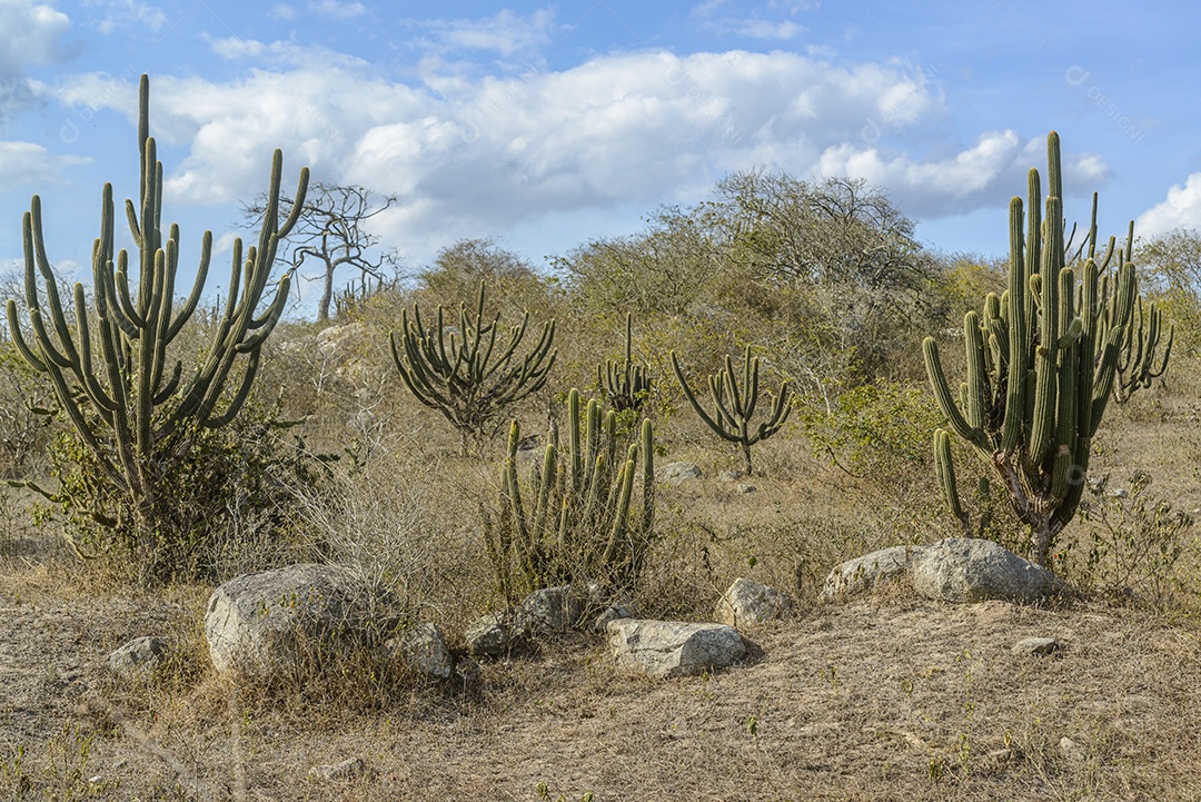 Cactos pedras e vegetação típica da Caatinga