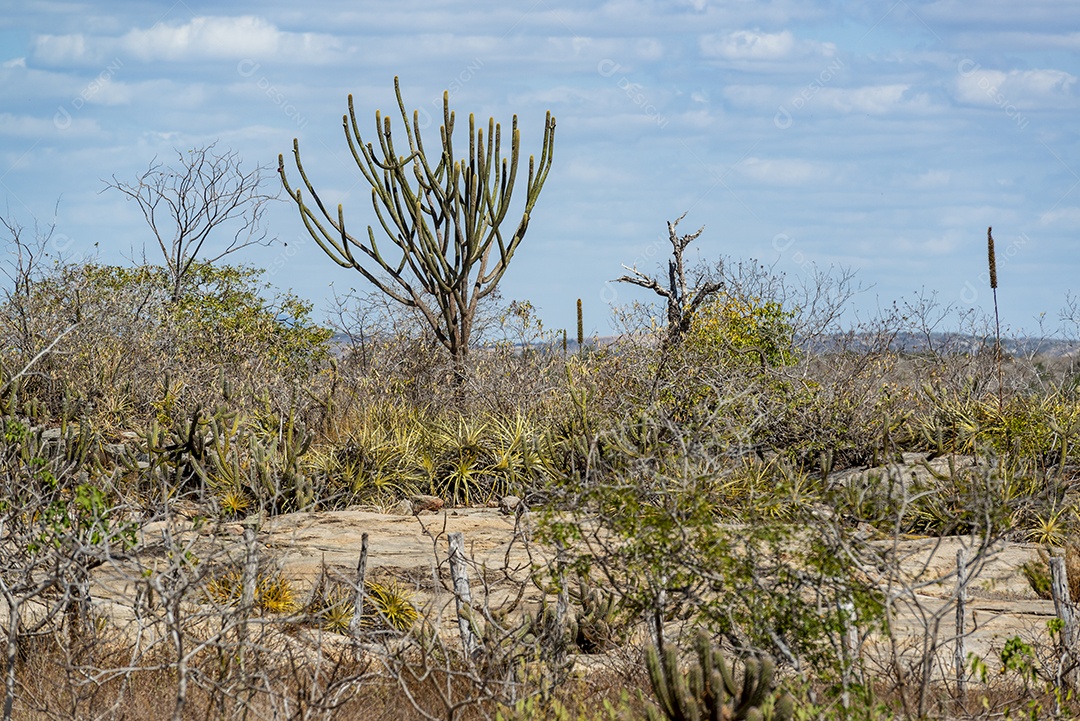 Cactos pedras e vegetação típica da Caatinga