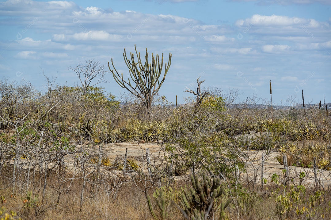 Cactos pedras e vegetação típica da Caatinga