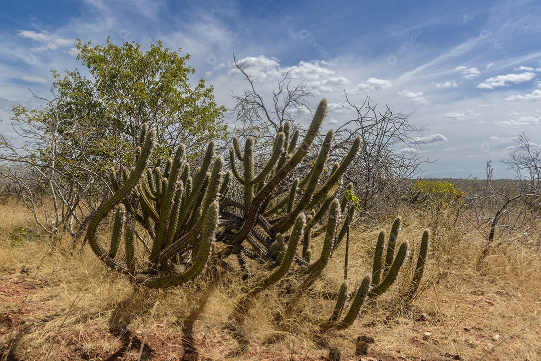 Cactos pedras e vegetação típica da Caatinga
