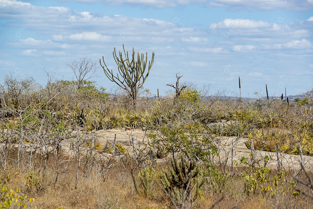 Cactos pedras e vegetação típica da Caatinga