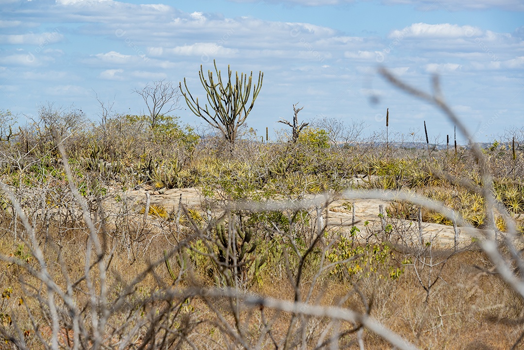 Cactos pedras e vegetação típica da Caatinga