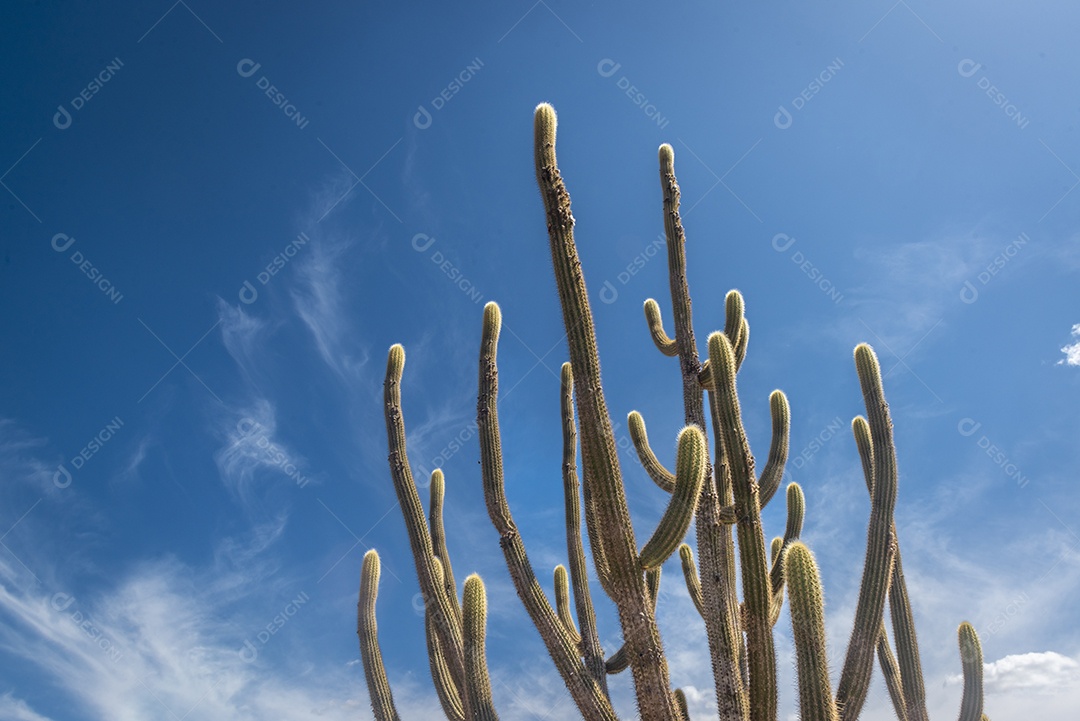 Cactos pedras e vegetação típica da Caatinga