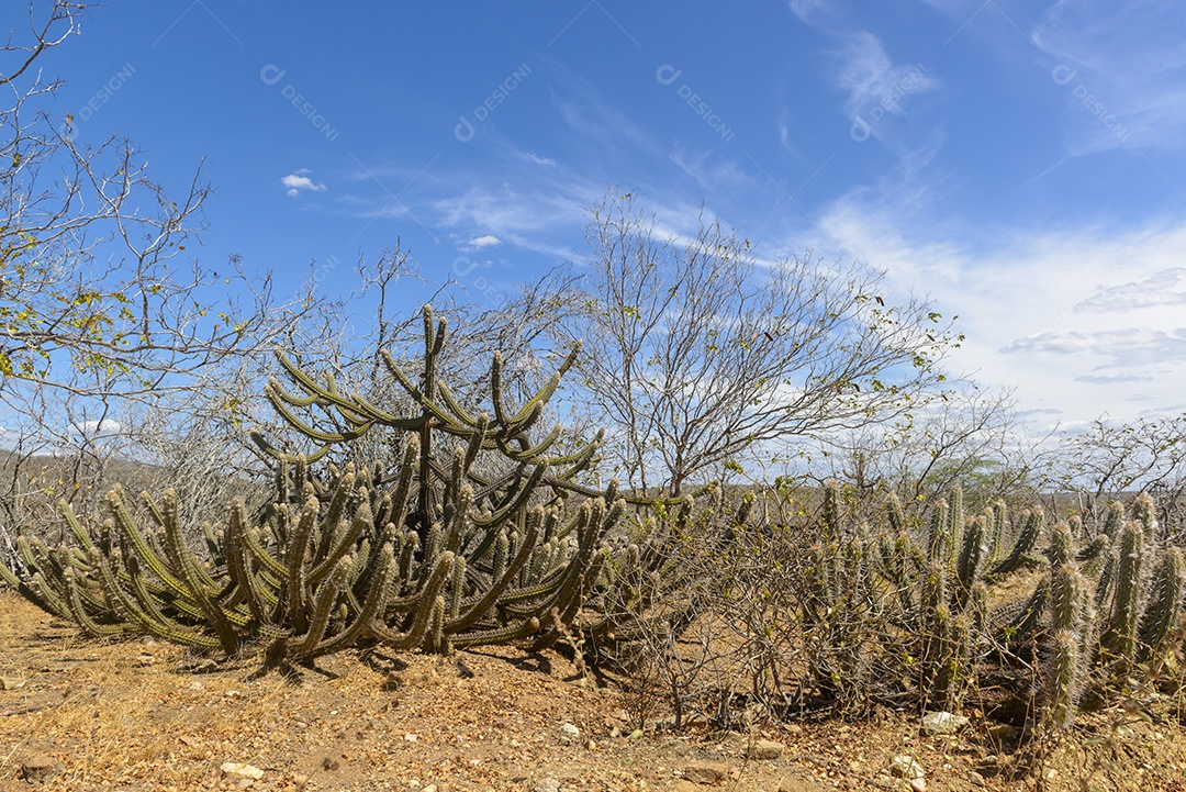 Cactos pedras e vegetação típica da Caatinga