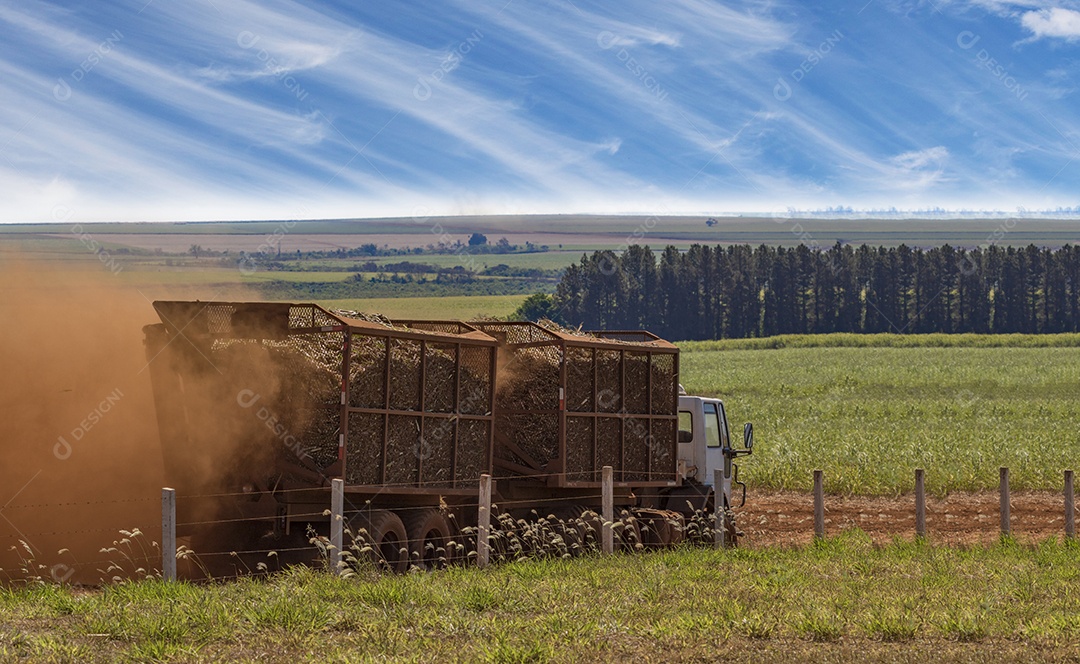 Máquina de colheita trabalhando em uma plantação
