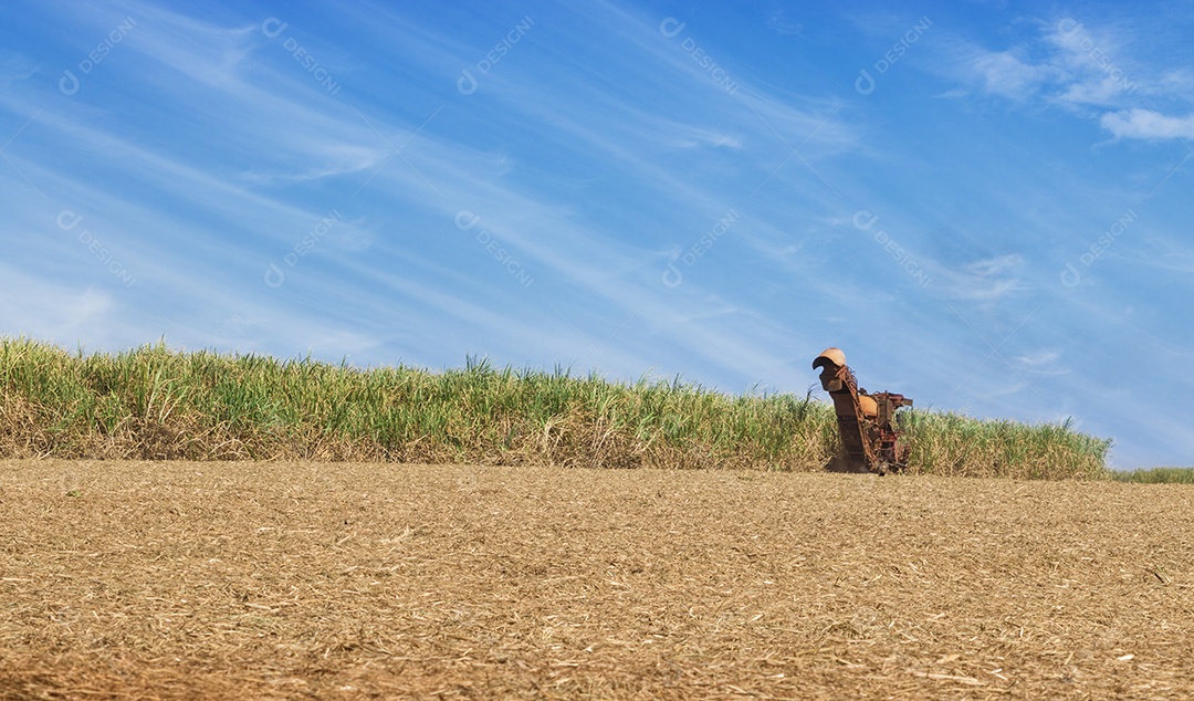 Máquina de colheita em uma plantação de cana-de-açúcar com fundo de céu nublado