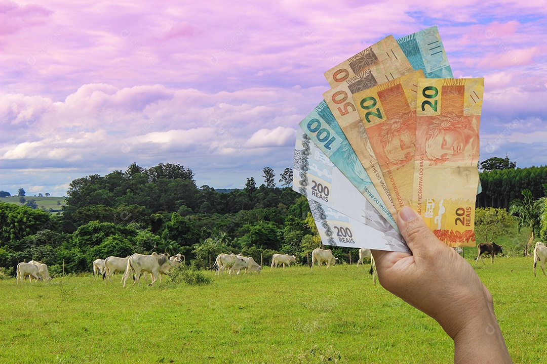 Segurando dinheiro brasileiro em um campo de fazenda de vacas ao pôr do sol