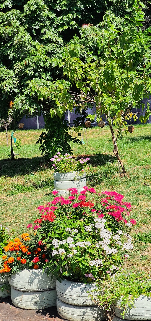 Estilo de vida simples e conceito de imagem verde consciente