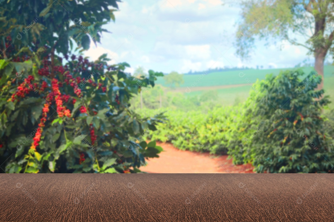 Plantação de café no sul do estado de Minas Gerais