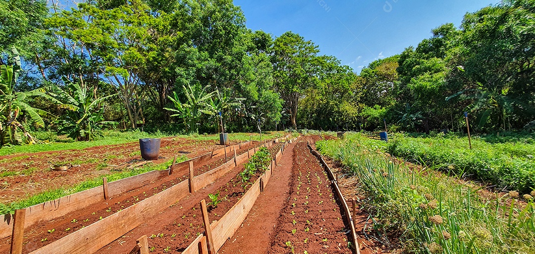 Plantio de várias mudas na fazenda em dia ensolarado cultivo de plantas