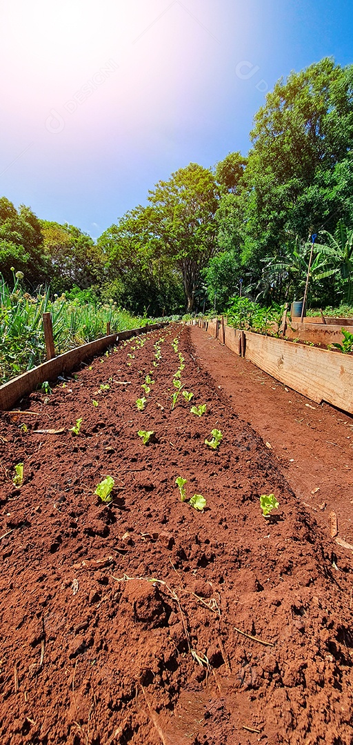 Plantio de várias mudas na fazenda em dia ensolarado cultivo de plantas