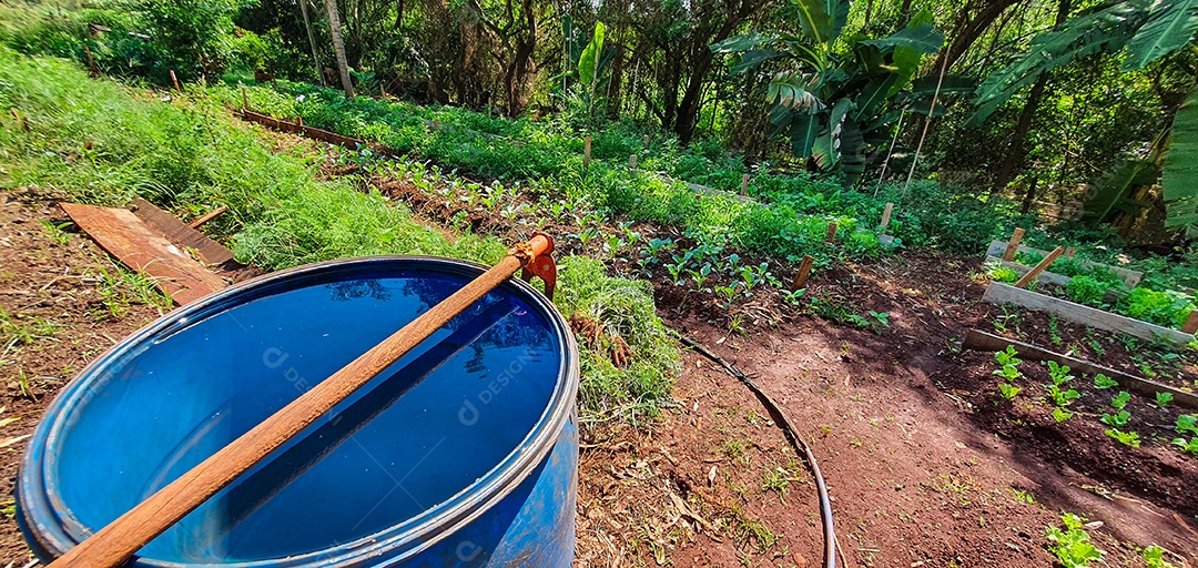 Cultivo de plantas plantação com vários vegetais na fazenda em dia ensolarado espaço para texto