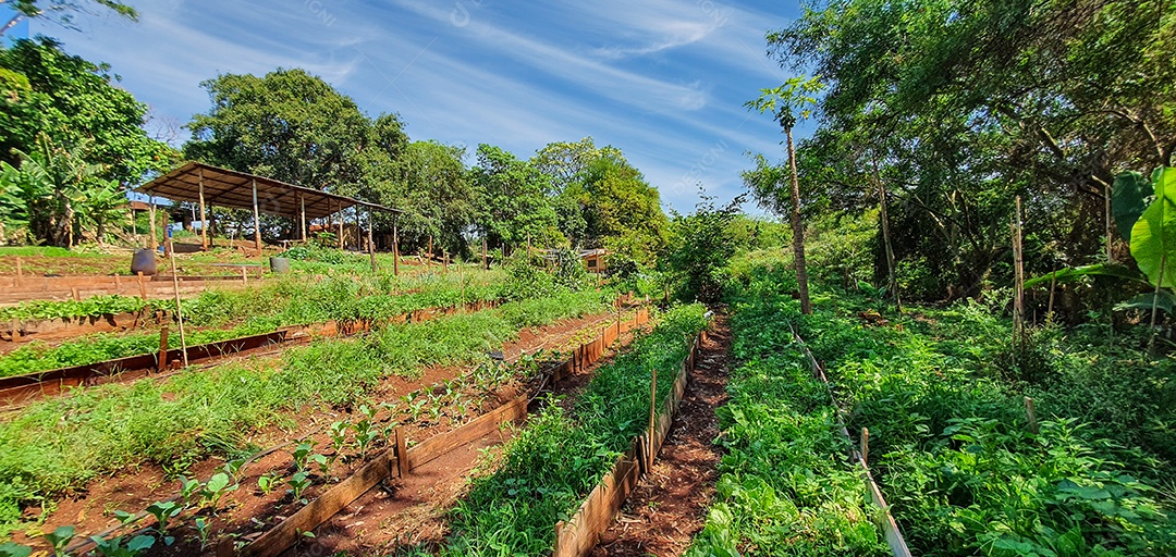 Plantio de várias mudas na fazenda em dia ensolarado cultivo de plantas