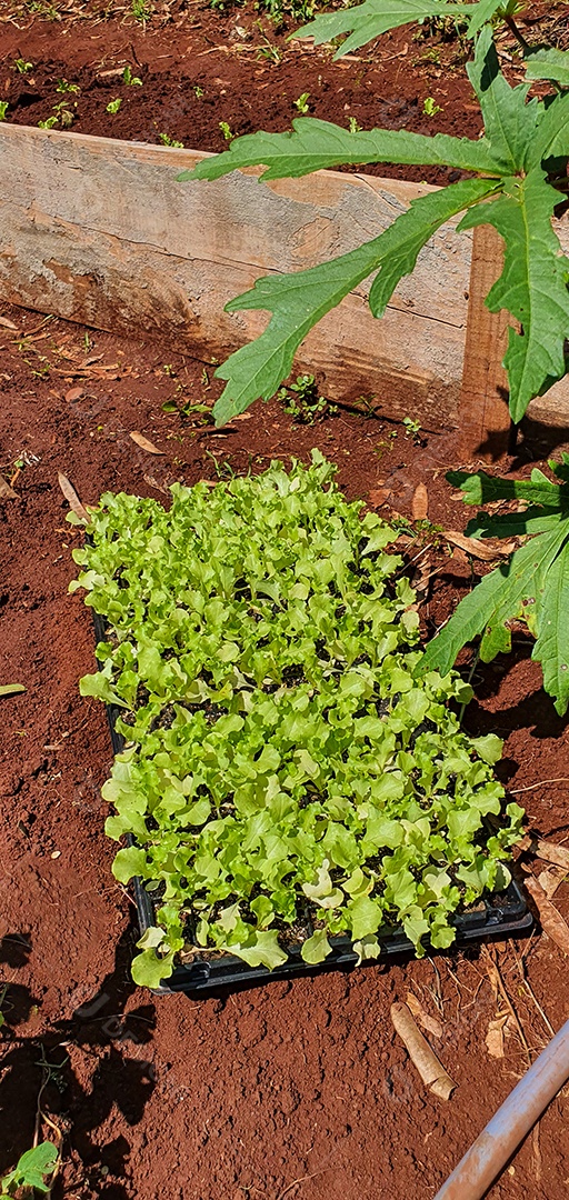 Cultivo de plantas plantação com vários vegetais na fazenda em dia ensolarado espaço para texto