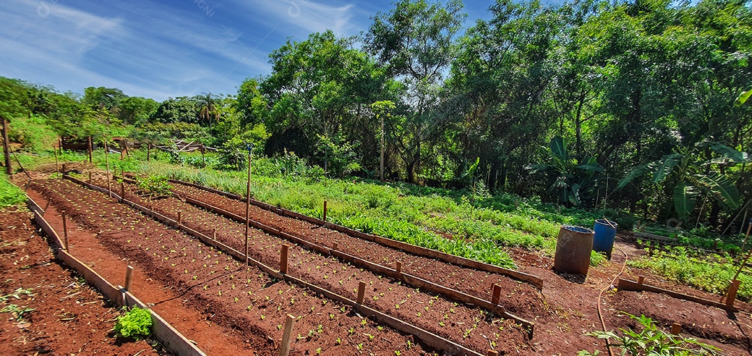 Cultivo de plantas plantação com vários vegetais na fazenda em dia ensolarado espaço para texto