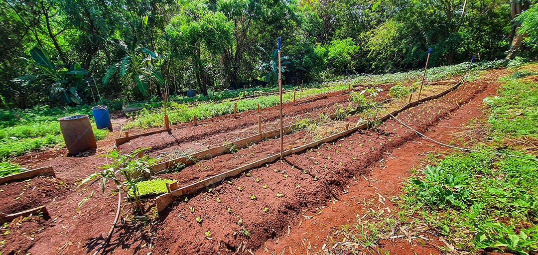 Cultivo de plantas plantação com vários vegetais na fazenda em dia ensolarado espaço para texto