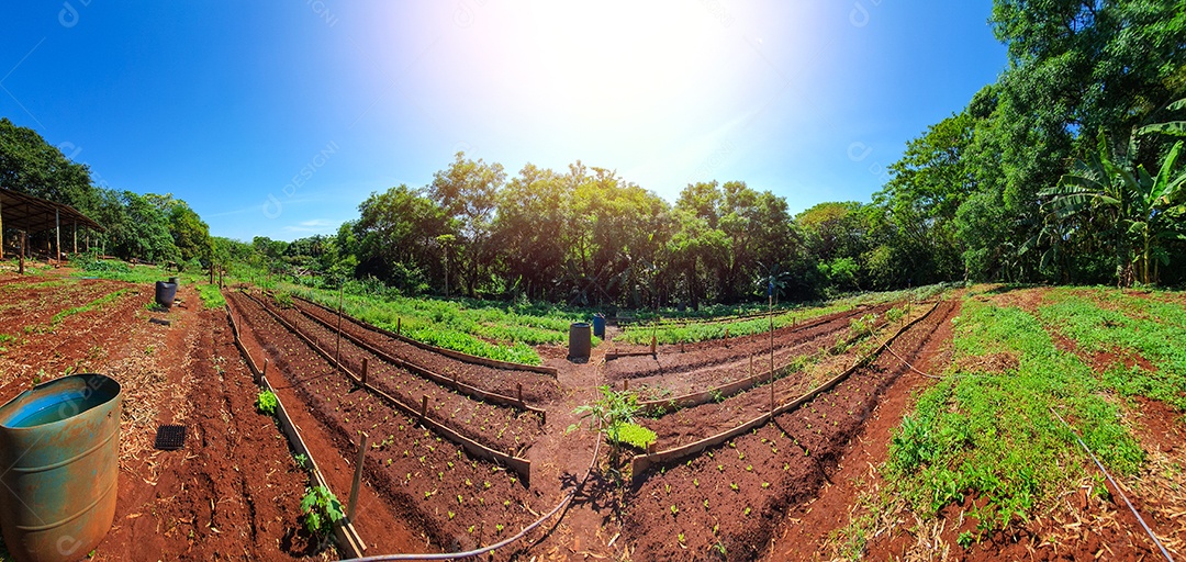 Cultivo de plantas plantação com vários vegetais na fazenda em dia ensolarado espaço para texto