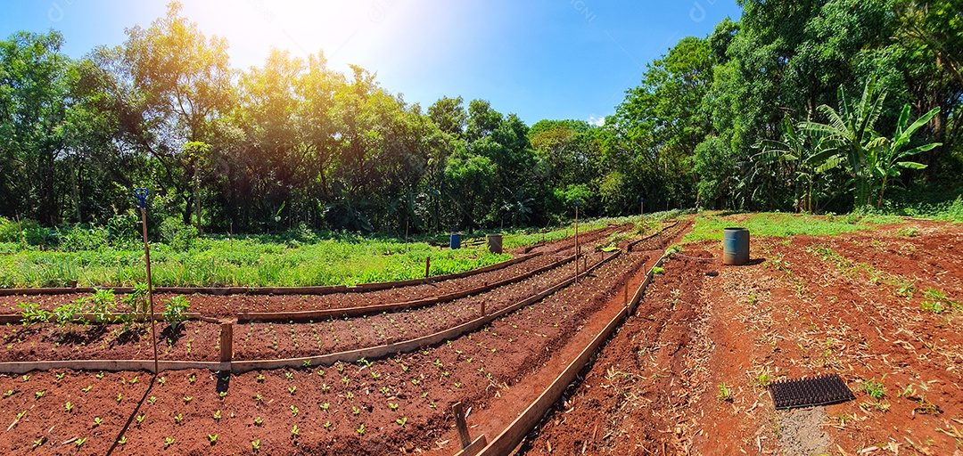 Cultivo de plantas plantação com vários vegetais na fazenda em dia ensolarado espaço para texto