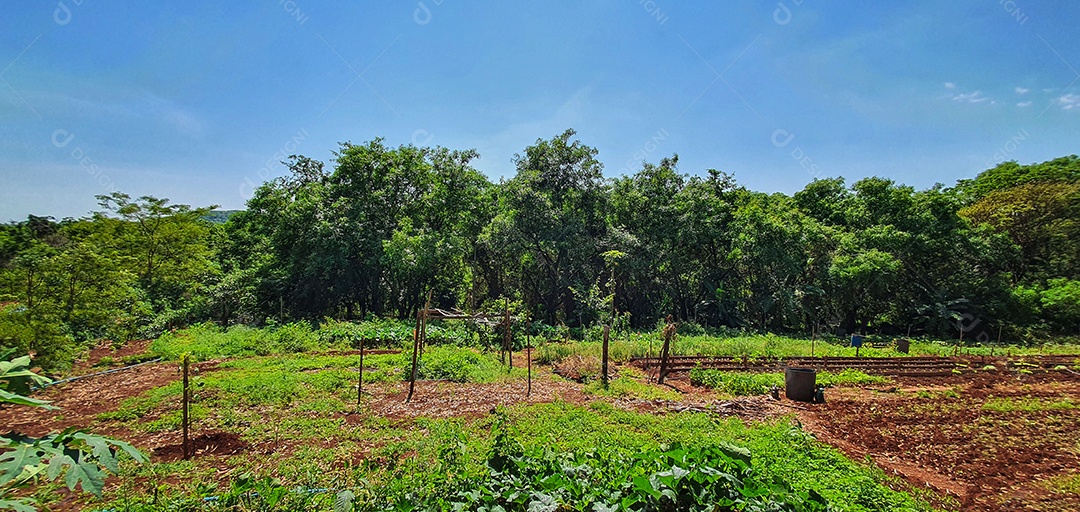 Cultivo de plantas plantação com vários vegetais na fazenda em dia ensolarado espaço para texto