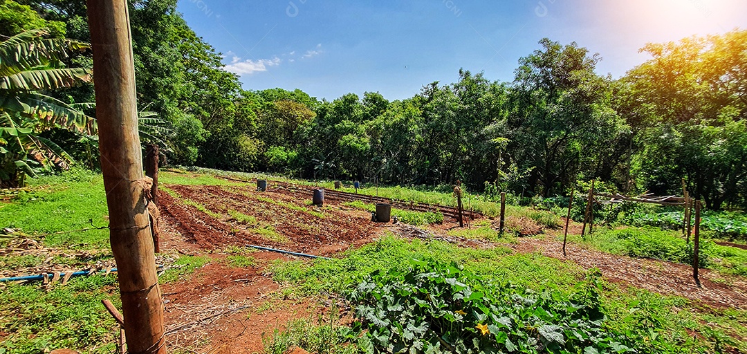 Cultivo de plantas plantação com vários vegetais na fazenda em dia ensolarado espaço para texto
