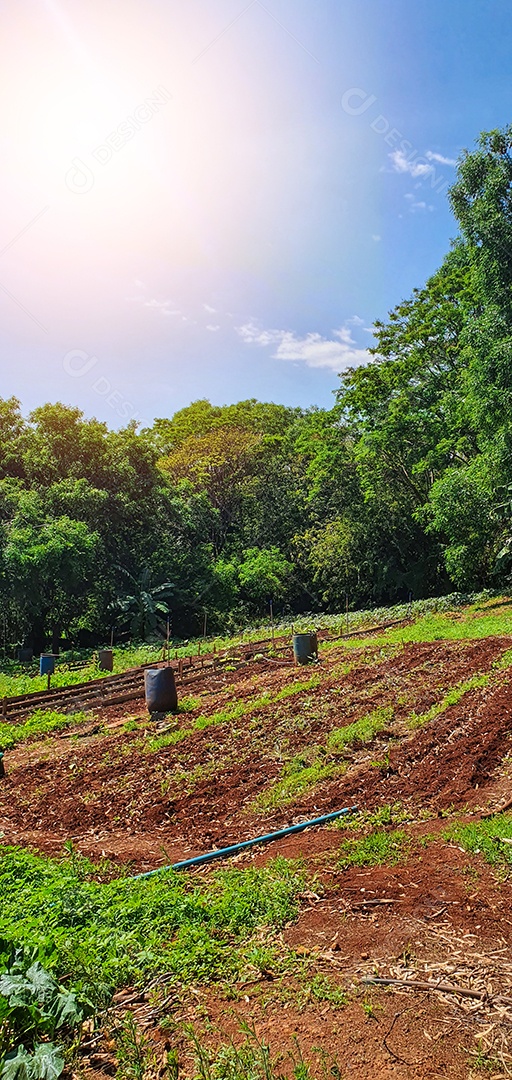 Cultivo de plantas plantação com vários vegetais na fazenda em dia ensolarado espaço para texto