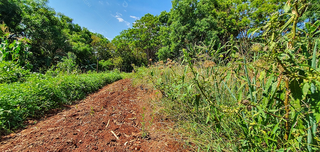 Cultivo de plantas plantação com vários vegetais na fazenda em dia ensolarado espaço para texto