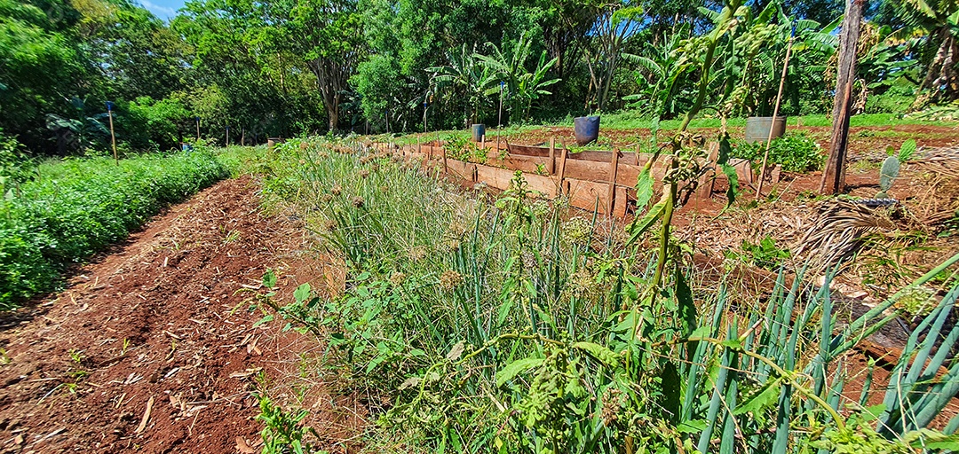 Cultivo de plantas plantação com vários vegetais na fazenda em dia ensolarado espaço para texto