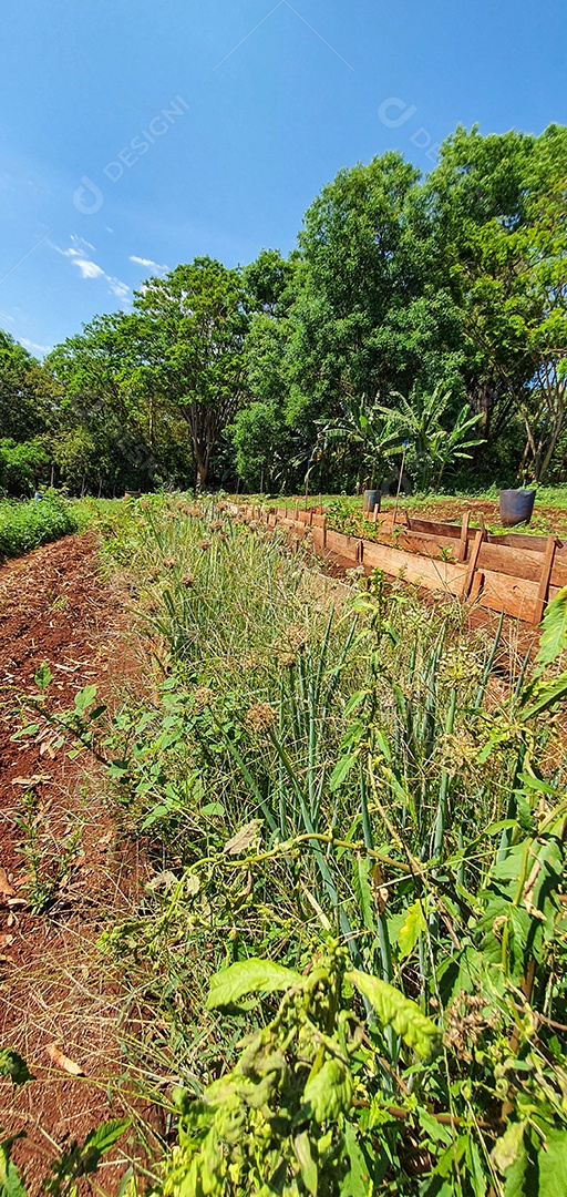 Cultivo de plantas plantação com vários vegetais na fazenda em dia ensolarado espaço para texto