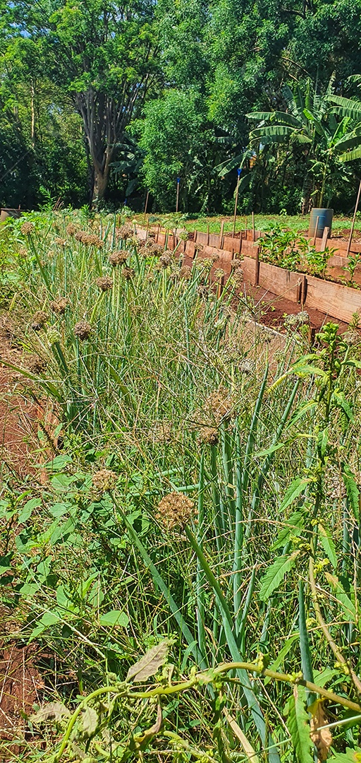 Cultivo de plantas plantação com vários vegetais na fazenda em dia ensolarado espaço para texto