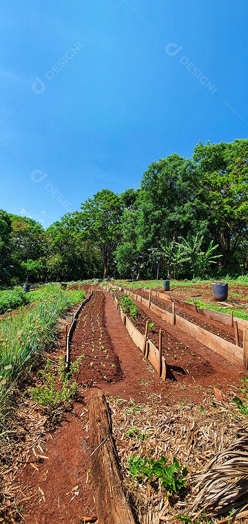 Cultivo de plantas plantação com vários vegetais na fazenda em dia ensolarado espaço para texto