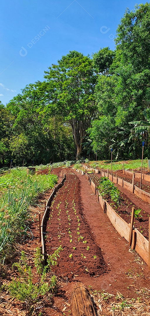 Cultivo de plantas plantação com vários vegetais na fazenda em dia ensolarado espaço para texto