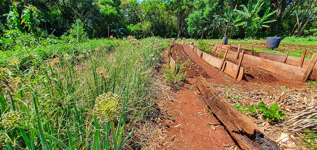 Cultivo de plantas plantação com vários vegetais na fazenda em dia ensolarado espaço para texto