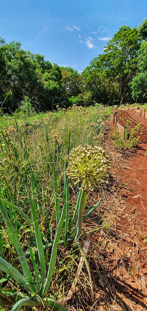 Cultivo de plantas plantação com vários vegetais na fazenda em dia ensolarado espaço para texto