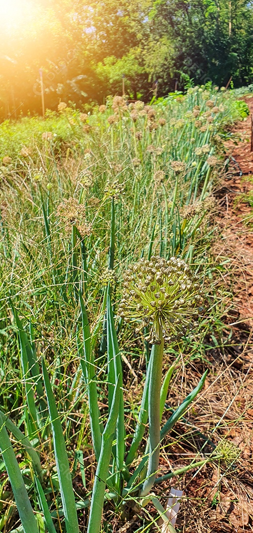 Cultivo de plantas plantação com vários vegetais na fazenda em dia ensolarado espaço para texto