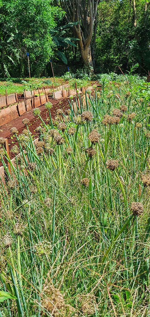 Cultivo de plantas plantação com vários vegetais na fazenda em dia ensolarado espaço para texto