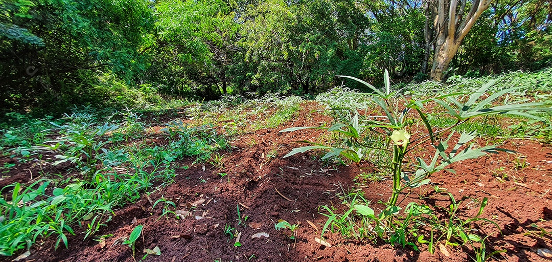 Cultivo de plantas plantação com vários vegetais na fazenda em dia ensolarado espaço para texto