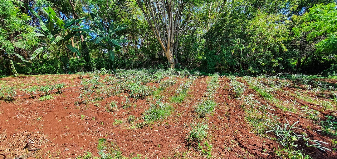 Cultivo de plantas plantação com vários vegetais na fazenda em dia ensolarado espaço para texto