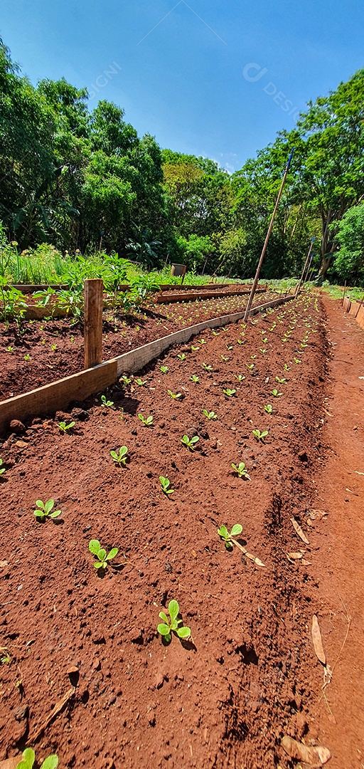 Cultivo de plantas plantação com vários vegetais na fazenda em dia ensolarado espaço para texto