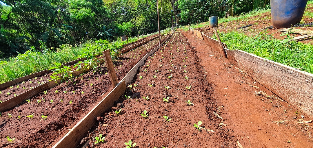 Cultivo de plantas plantação com vários vegetais na fazenda em dia ensolarado espaço para texto