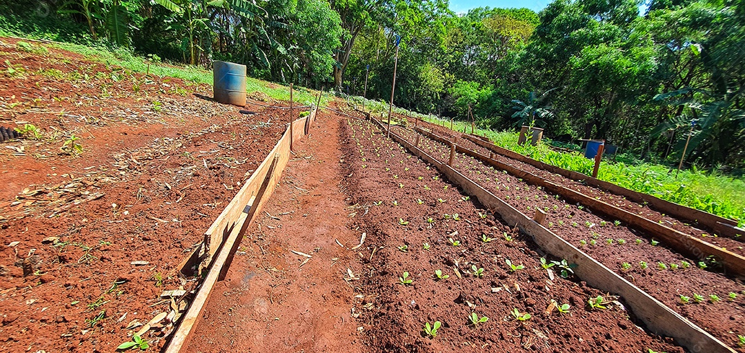 Plantio de várias mudas na fazenda em dia ensolarado cultivo de plantas