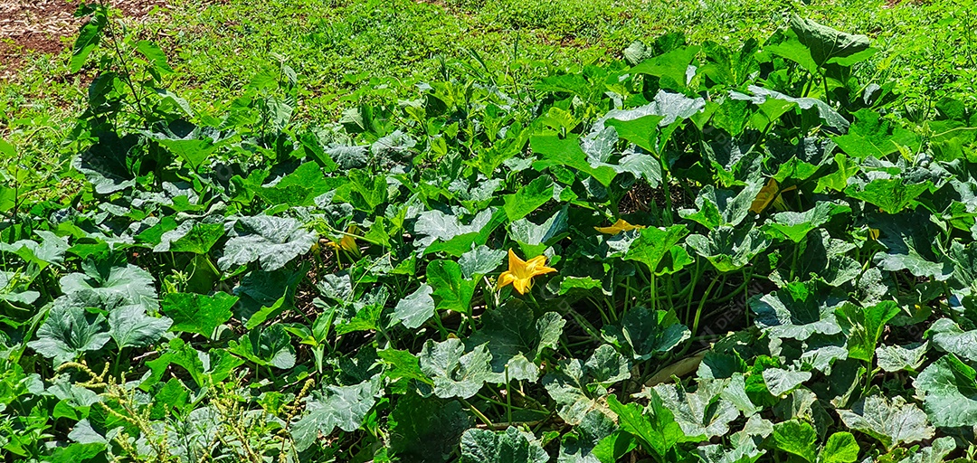 Cultivo de plantas plantação com vários vegetais na fazenda em dia ensolarado espaço para texto
