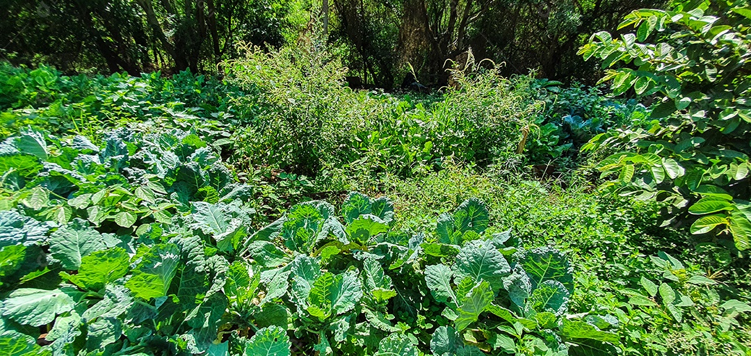 Cultivo de plantas plantação com vários vegetais na fazenda em dia ensolarado espaço para texto