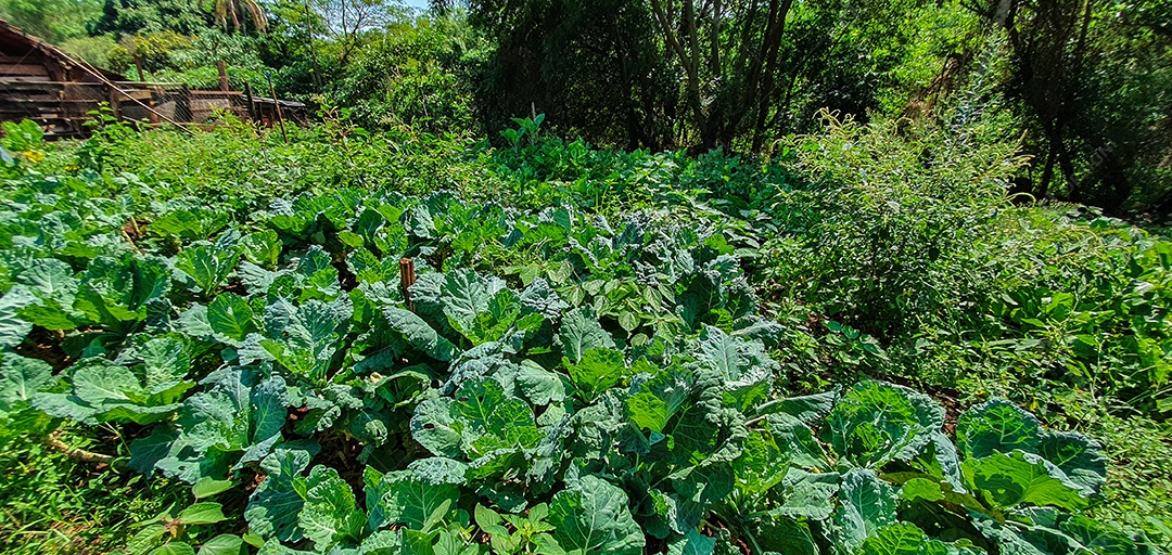 Plantação de repolho verde e diversos vegetais na fazenda em um dia ensolarado