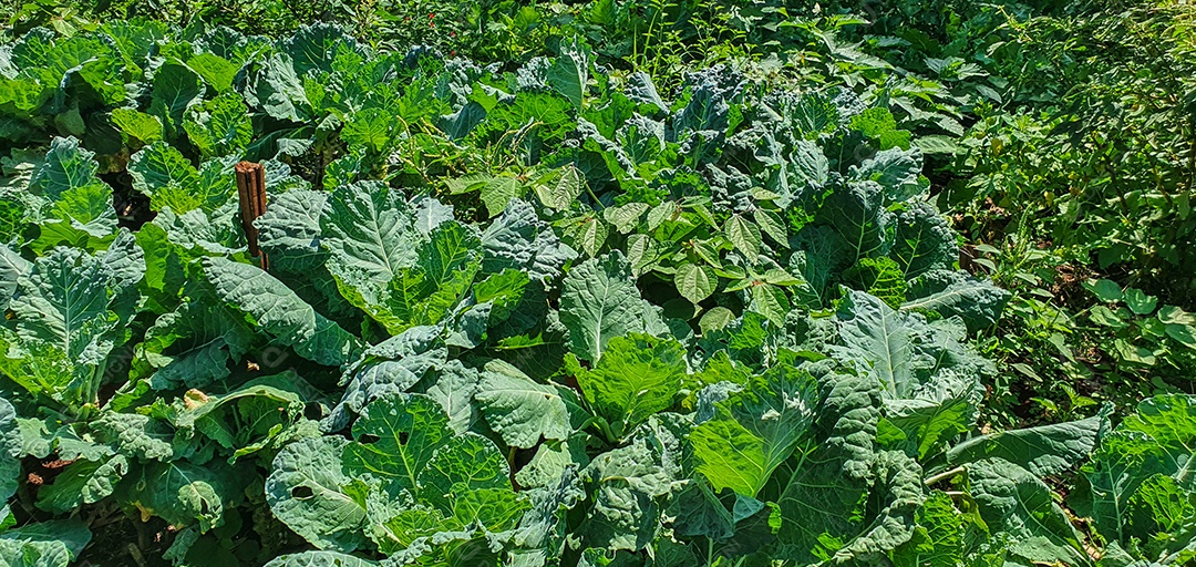 Plantação de repolho verde e diversos vegetais na fazenda em um dia ensolarado
